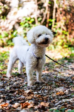 The cute white curly Bishon Frise dog on the walk