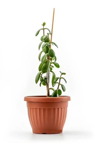 Παχύρευστο Φυτό Εσωτερικού Χώρου Crassula Φυτό Νεφρίτη Τυχερό Φυτό Φυτό — Φωτογραφία Αρχείου