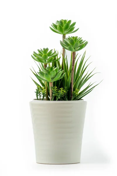 花盆中的人造花 白色背景隔离 人造塑料室内植物 — 图库照片