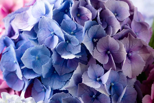 Makro Kilátás Csokor Gyönyörű Színes Hortensia Virágok Közelkép Hortensia Virág — Stock Fotó