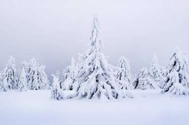 Dağlarda kar kaplı ve donmuş köknar ağaçlarıyla gerçeküstü kış manzarası. Dağ vadisinde buzlu açık hava manzarası. Doğa konseptinin güzelliği.
