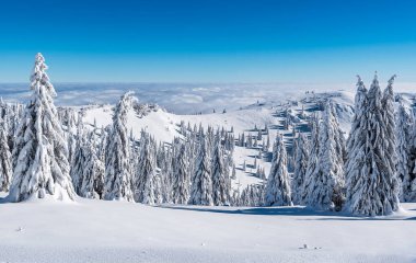 Dağlarda nefes kesici bir kış masalı sahnesi. Sabah güneşi karlı ormanı ve çayırı aydınlatıyor. Sisin içinden ışınları geçiyor..