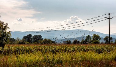 Elektrik hatlarında kuş sürüsü, bazıları uçuyor. Göç kuşları sonbahar göçü için toplanıyorlar.
