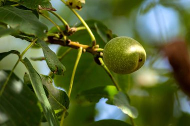 Yaz güneşinin sıcaklığında bir ağacın dalında bir cevizin organik meyveleri.
