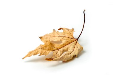 Kurumuş akçaağaç yaprağı beyaz arkaplanda izole edilmiş.