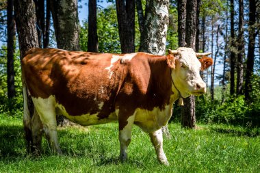 İskoçya 'da otlayan evcil inek (Bos taurus)