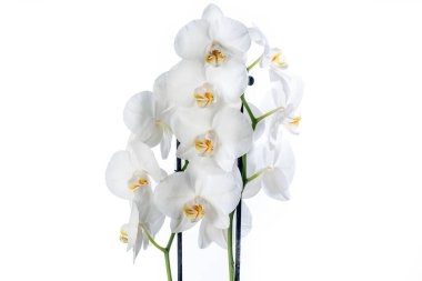 Beyaz orkide (Phalaenopsis) detayı beyaz arkaplanda izole edildi.