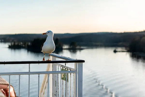 stock image Close-up of a seagull flying. Animals, birds, freedom and loneliness concepts.