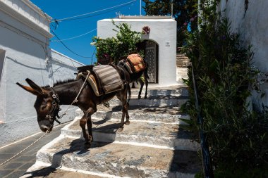 Rhodes Adası 'ndaki Lindos kasabasının sokaklarında eşekler