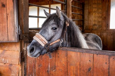 Yazın ahırda duran güzel gri at. Binicilik hayatı. B Güzel gri at Bir çiftlikte duruyor