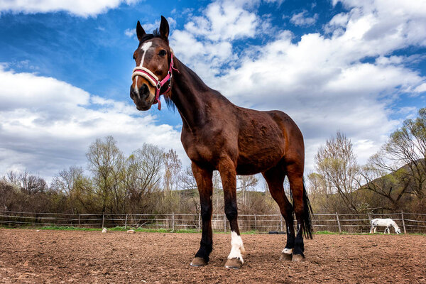 A brown horse on a farm paddock with beautiful sky