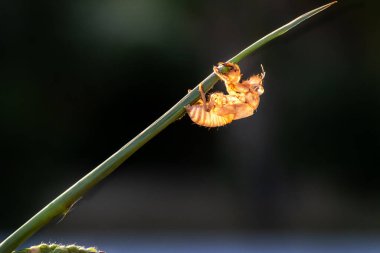Ağaç dalında ağustos böceği kabuğu