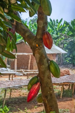 Tropikal iklimde ağaçtaki kakao çekirdeği