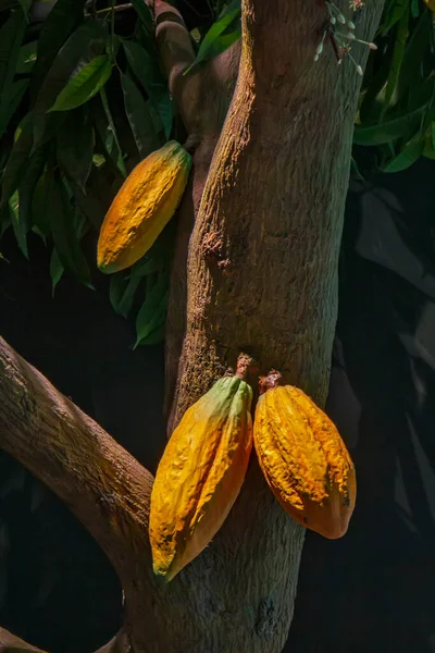 Tropikal Iklimde Ağaçtaki Kakao Çekirdeği — Stok fotoğraf
