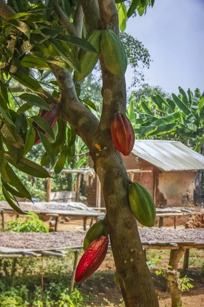 Tropikal Iklimde Ağaçtaki Kakao Çekirdeği — Stok fotoğraf