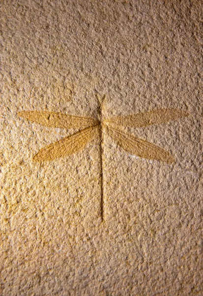砂岩中的化石蜻蜓昆虫 图库照片