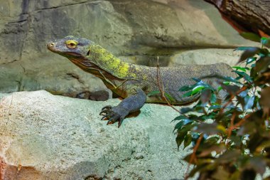 The Komodo dragon-lizard is a endemic to Indonesian islands