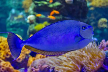 Naso vlamingii, büyük burunlu tek boynuzlu balık Hint-Pasifik su akvaryumu Lozan 'da bulunur.