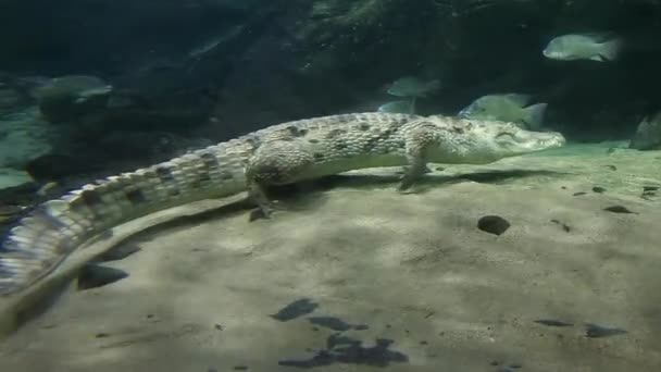Krokodýl Nilský Crocodylus Niloticus Velký Krokodýl Původem Sladkovodních Stanovišť Africe — Stock video
