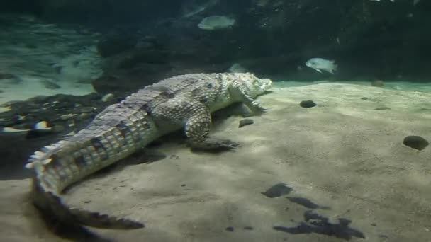 尼罗河鳄鱼 Crocodylus Niloticus 是一种原产于非洲淡水栖息地的大型鳄鱼 洛桑水族馆 — 图库视频影像