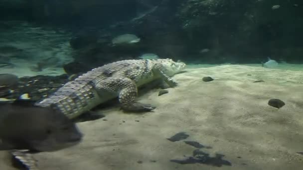 Κροκόδειλος Του Νείλου Crocodylus Niloticus Είναι Ένας Μεγάλος Κροκόδειλος Ενδημικός — Αρχείο Βίντεο