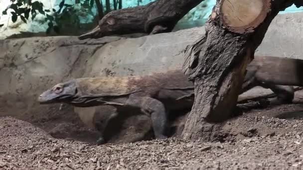 Komodo Dragon Lizard Endemic Indonesian Islands — Video