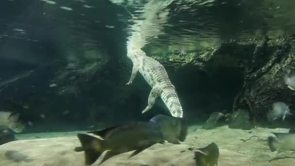 Nile Crocodile Crocodylus Niloticus Large Crocodilian Native Freshwater Habitats Africa — Stock Video
