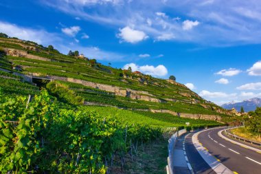 Sunny Hillside 'daki teraslı üzüm bağları Cenevre yamaçları.