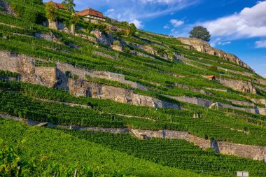 Sunny Hillside 'daki teraslı üzüm bağları Cenevre yamaçları.