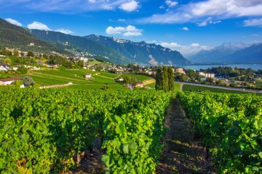 Sunny Hillside 'daki teraslı üzüm bağları Cenevre yamaçları.