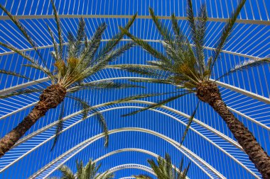 İspanya, Valencia 'da Modern Tasarım tarafından çerçevelenmiş Palm Trees