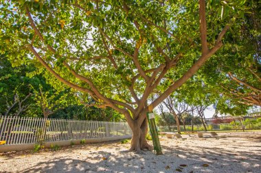 Valencia Park, İspanya 'daki Dev Ficus Ağacı