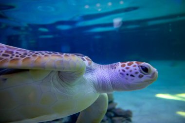 Kaplumbağa derin mavi denizde yüzüyor - Caretta caretta (Loggerhead Turtle),