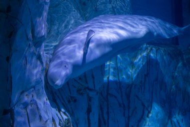 Mavi deniz derinliklerinde süzülen Beluga balinası