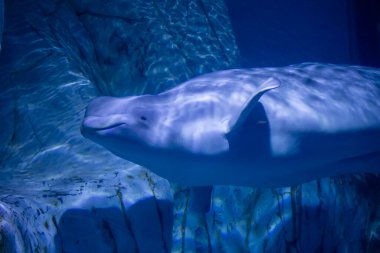 Mavi deniz derinliklerinde süzülen Beluga balinası