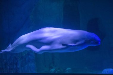 Mavi deniz derinliklerinde süzülen Beluga balinası