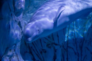 Mavi deniz derinliklerinde süzülen Beluga balinası