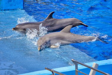 Yunuslar havuzda senkronize bir performans sergiliyor