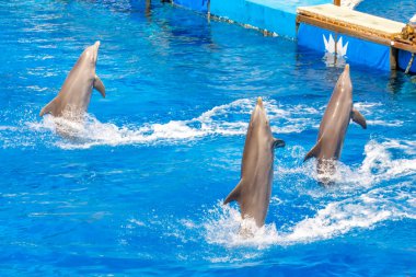 Yunuslar havuzda senkronize bir performans sergiliyor