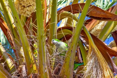 Tropik bir palmiye ağacına tünemiş canlı bir papağan..