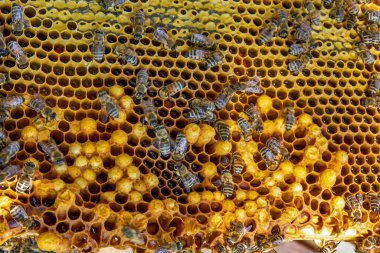 Canlı bir bal peteği üzerinde bal arılarının yakın plan görüntüsü. Arılar kuluçkaya yatıp bal üretiyorlar. Makro fotoğraf doğal arıcılık ve kovan etkinliğini gösteriyor.