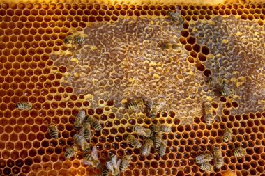 Canlı bir bal peteği üzerinde bal arılarının yakın plan görüntüsü. Arılar kuluçkaya yatıp bal üretiyorlar. Makro fotoğraf doğal arıcılık ve kovan etkinliğini gösteriyor.