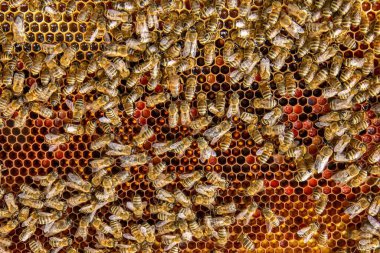 Canlı bir bal peteği üzerinde bal arılarının yakın plan görüntüsü. Arılar kuluçkaya yatıp bal üretiyorlar. Makro fotoğraf doğal arıcılık ve kovan etkinliğini gösteriyor.