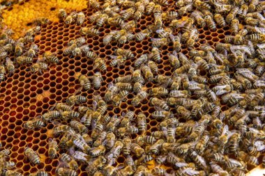 Canlı bir bal peteği üzerinde bal arılarının yakın plan görüntüsü. Arılar kuluçkaya yatıp bal üretiyorlar. Makro fotoğraf doğal arıcılık ve kovan etkinliğini gösteriyor.
