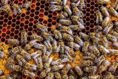 Canlı bir bal peteği üzerinde bal arılarının yakın plan görüntüsü. Arılar kuluçkaya yatıp bal üretiyorlar. Makro fotoğraf doğal arıcılık ve kovan etkinliğini gösteriyor.