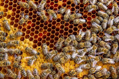 Canlı bir bal peteği üzerinde bal arılarının yakın plan görüntüsü. Arılar kuluçkaya yatıp bal üretiyorlar. Makro fotoğraf doğal arıcılık ve kovan etkinliğini gösteriyor.