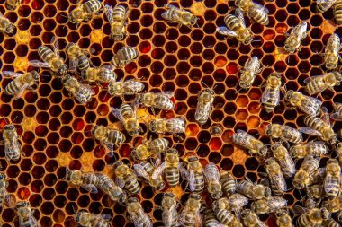 Canlı bir bal peteği üzerinde bal arılarının yakın plan görüntüsü. Arılar kuluçkaya yatıp bal üretiyorlar. Makro fotoğraf doğal arıcılık ve kovan etkinliğini gösteriyor.