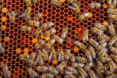 Canlı bir bal peteği üzerinde bal arılarının yakın plan görüntüsü. Arılar kuluçkaya yatıp bal üretiyorlar. Makro fotoğraf doğal arıcılık ve kovan etkinliğini gösteriyor.