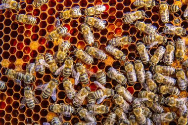 Canlı bir bal peteği üzerinde bal arılarının yakın plan görüntüsü. Arılar kuluçkaya yatıp bal üretiyorlar. Makro fotoğraf doğal arıcılık ve kovan etkinliğini gösteriyor.