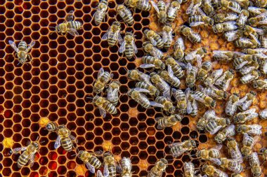 Canlı bir bal peteği üzerinde bal arılarının yakın plan görüntüsü. Arılar kuluçkaya yatıp bal üretiyorlar. Makro fotoğraf doğal arıcılık ve kovan etkinliğini gösteriyor.
